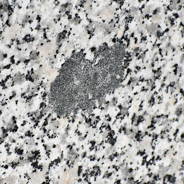 Luna Pearl