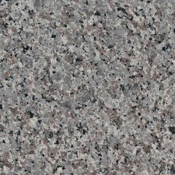 Swan Gray